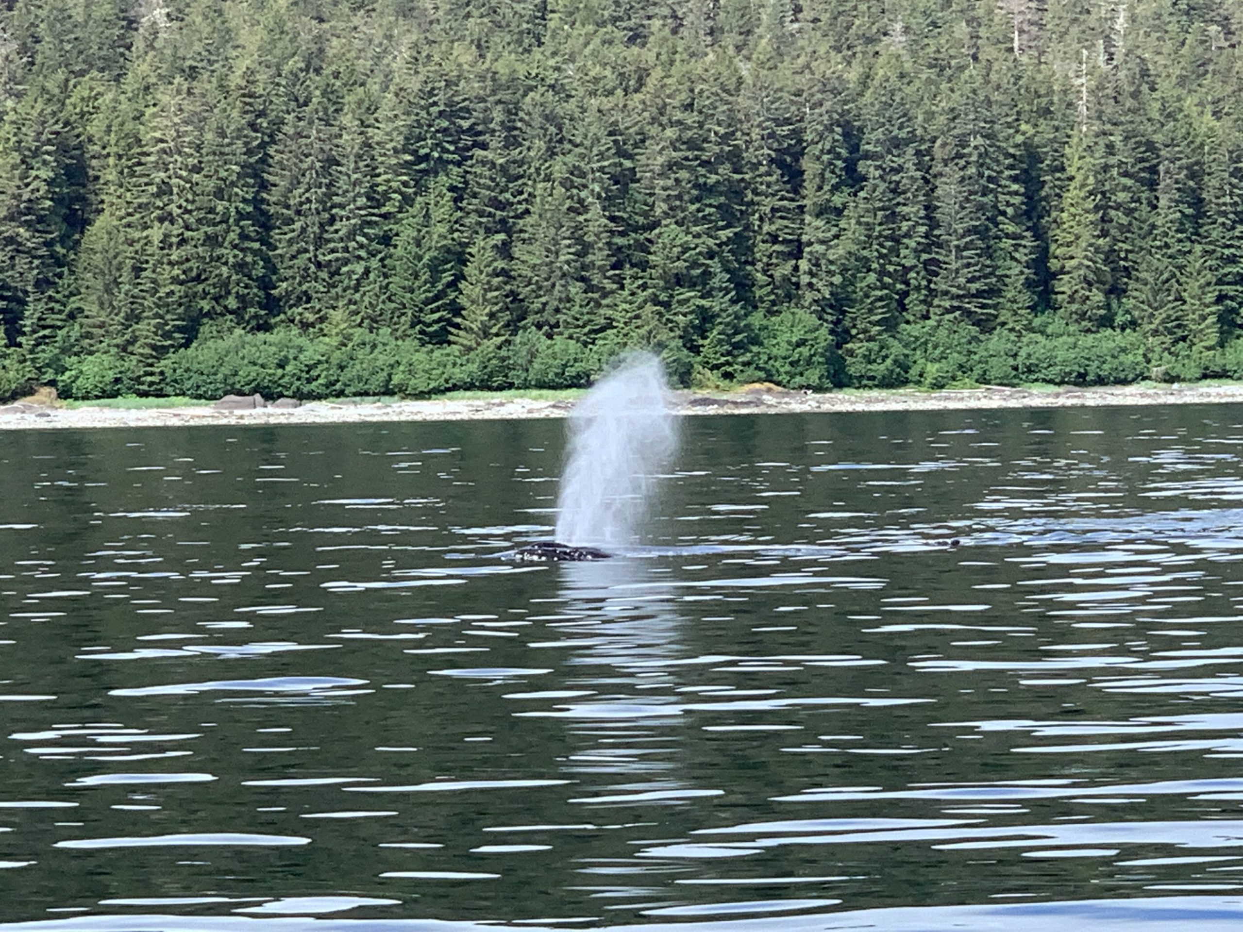 disney alaska cruise whale watching